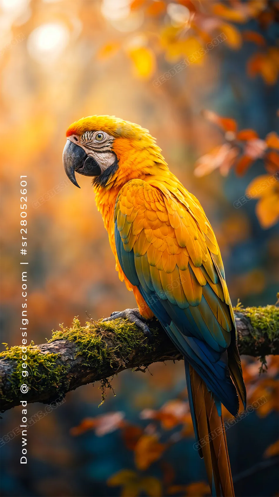 Colorful Parrot iPhone Wallpaper with Warm Nature Glow