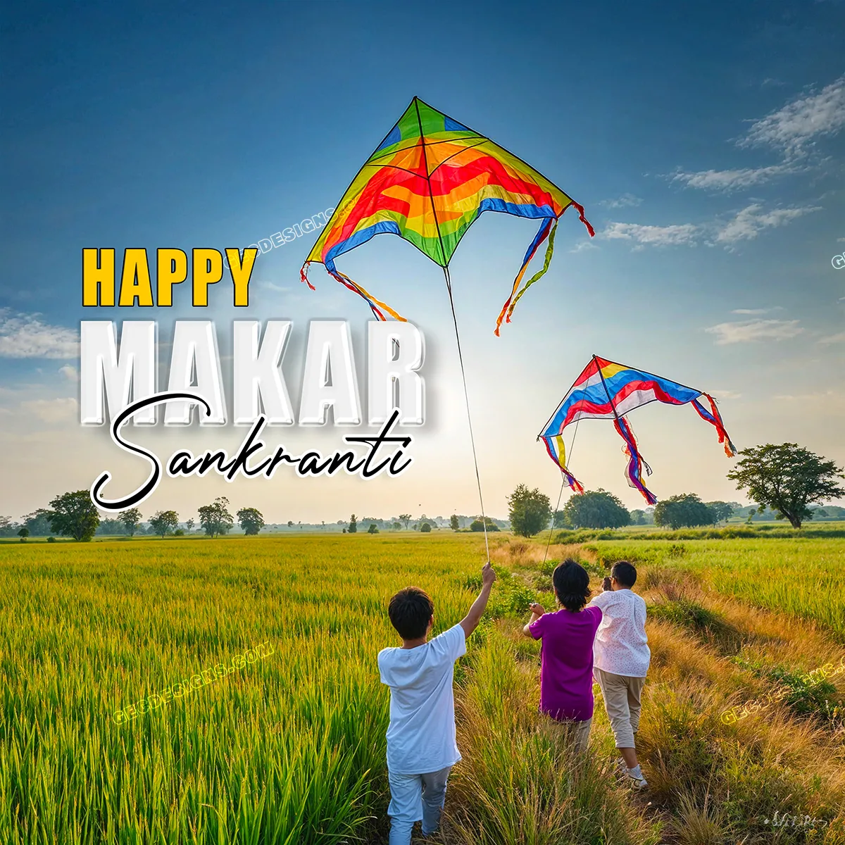 Happy Makar Sankranti 2025 wishes with Kites and Paddy field background